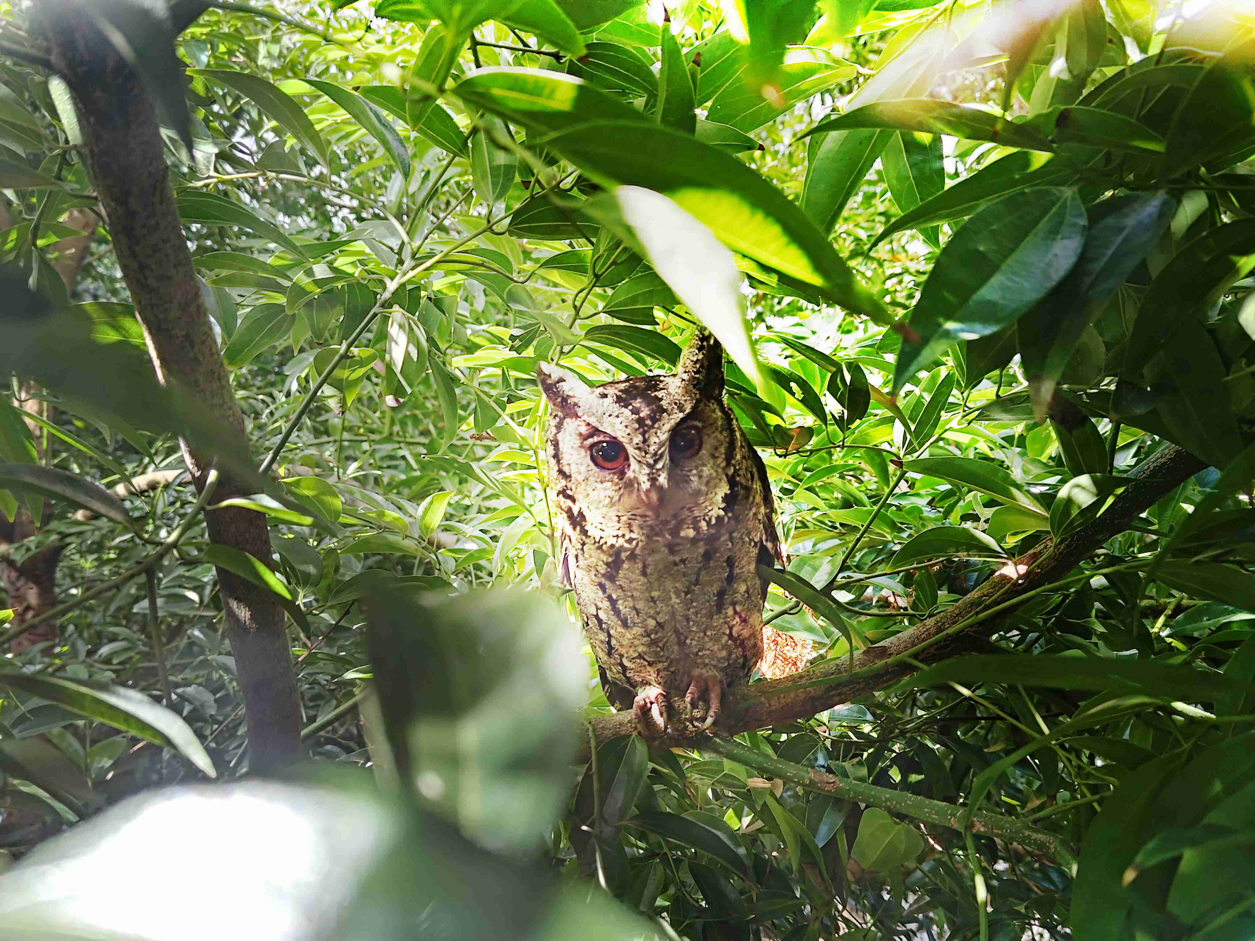 YAXIN111致力提倡净零绿生活，，，16年以来在全球各厂区植树逾百万棵，，造就各厂区树木蔚然成林，，，，犹如森林工厂，，，，成为许多生物的栖息地